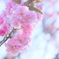 八重桜2