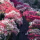 花桃の里
