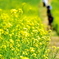 菜の花畑