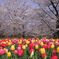 桜とチューリップ