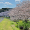 那珂導水路の桜並木