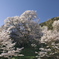 桜三尊