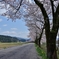 夏井の千本桜