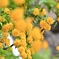 萌るヤマブキの花