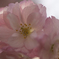 ソメイヨシノ　桜