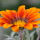 The flowers in the garden have bloomed!