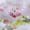 松月１