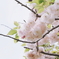 松月２