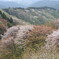 御亭山の新緑