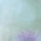 ネムノキ