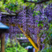 亀戸天神社藤まつり