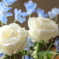 生花 2025.4.27 Part1