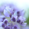 藤の花 2025