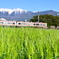 青い麦畑　田舎の風景です
