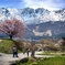 咲いた一本桜