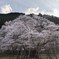 薄墨桜