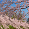 高田城桜
