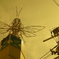 Bee②