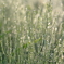 朝露の雑草