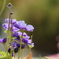 春の花壇