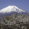 250427_富士山1