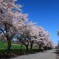 今年の桜④