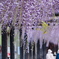 藤の花