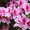 ツツジの花