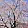 角館枝垂桜