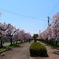 日中線しだれ桜並木