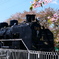 日中線しだれ桜並木SL