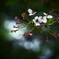 桜・Last Stage