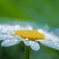 Shining Droplets