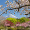 八重桜咲く風景３