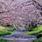 観音寺川の桜