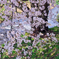 貫禄の桜
