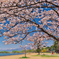 磐梯山と桜