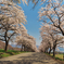 磐梯山牧場の桜