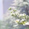 コイスル４月