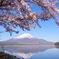 Mt. Fuji 山中湖 きららの桜 2025年4月27日 K1mⅡ4356_n