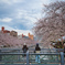 桜と川２