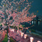 桜まつり