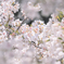 墨田区立隅田公園 桜