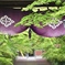 新緑に囲まれる寺