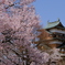 高島城の桜