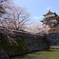 高島城の桜