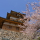 高島城の桜