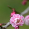 富山県中央植物園