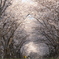 海津市 大榑川沿いの桜並木