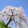 岩太郎のしだれ桜